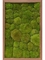 Картина из мха meranti 100% ball moss (natural) искусственная Nieuwkoop Europe - фото 14688