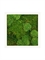 Картина из мха stiel ral 9010 mat 30% ball- and 70% flat moss (искусственная) Nieuwkoop Europe - фото 14710