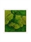 Картина из мха stiel ral 9010 mat 50% ball- and 50% flat moss (искусственная) Nieuwkoop Europe - фото 14712