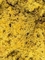 Стабилизированный мох Reindeer moss (yellow) Nieuwkoop Europe - фото 14805