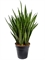 Сансевиерия kirkii (Nieuwkoop Europe) 24249 - фото 45730