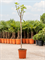 Фиговое дерево 'variegata' (Nieuwkoop Europe) 24312 - фото 45782