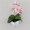 ЦС35/33-2 Орхидея (розовая) h26см в интерьерном кашпо d15см - фото 53983