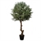 300разб/465(Fix) Оливковое дерево Премиум разборное h300см(h160см от пола до начала кроны) - фото 54656