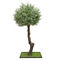 245разб/465(Fix) Оливковое дерево Премиум разборное h245см - фото 55022