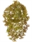 Ватер-грасс (Рясковый мох) куст светло-коричнево-зелёный (искусственный) Treez Collection - фото 64805