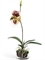 Орхидея Венерин Башмачок бургундия, белый/лайм в стекле с мхом, корнями, землёй (искусственная) Treez Collection - фото 64823