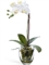 Орхидея Фаленопсис белая с мхом, корнями, землёй (искусственная) Treez Collection - фото 64826