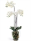 Орхидея Фаленопсис белая с мхом, корнями, землёй (искусственная) Treez Collection - фото 64828
