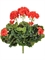 Герань цветущий куст (3 цвета) (искусственная) Treez Collection 2946 - фото 64934