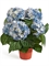 Гортензия куст тёмно-голубой в горшке (искусственная) Treez Collection - фото 64938