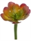 Мини-Суккулент Эониум Декорум зелено-бордовый (искусственный) Treez Collection - фото 64948
