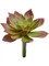 Мини-суккулент Эониум декорум Минор зелено-бордовый (искусственный) Treez Collection - фото 64953
