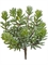 Суккулент Седум куст зеленый (искусственный) Treez Collection - фото 64957