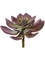 Суккулент Эхеверия Гиббифлора зелено-бордовая припыленная (искусственная) Treez Collection - фото 64962