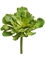 Суккулент Эхеверия Шавиана зеленая (искусственная) Treez Collection - фото 64966