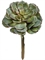 Суккулент Эхеверия зеленая (искусственная) Treez Collection - фото 64971