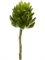 Суккулент Синокрассула большая зеленая (искусственная) Treez Collection - фото 65010