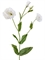 Эустома махровая белая (искусственная) Treez Collection - фото 65076