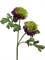 Ранункулус махровый св.зёленый с фиолетовым (искусственный) Treez Collection - фото 65119