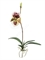 Орхидея Венерин Башмачок бургундия, белый/лайм с листьями и корнями (искусственная) Treez Collection - фото 65122