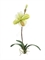 Орхидея Венерин Башмачок белый/лайм с листьями и корнями (искусственная) Treez Collection - фото 65123