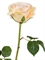 Роза Верди нежно-персиковая с нежно-розовым (искусственная) Treez Collection - фото 65131