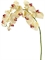 Орхидея Фаленопсис бледно-золотистая с бордо (искусственная) Treez Collection - фото 65167