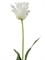 Тюльпан Попугай белый (искусственный) Treez Collection - фото 65181