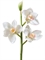 Орхидея Цимбидиум ветвь белая малая (искусственная) Treez Collection - фото 65191