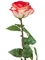 Роза Соло Нью большая кремовая с розовым (искусственная) Treez Collection - фото 65206