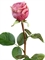 Роза Эсперанса Мидл сиренево-розовая с зел.каймой (искусственная) Treez Collection - фото 65217