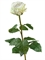 Роза Английская белая (искусственная) Treez Collection - фото 65241