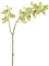 Орхидея Фаленопсис св.лайм ветвь двойная (искусственная) Treez Collection - фото 65247