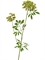 Анна Королевская ветвь большая светло-зёленая (искусственная) Treez Collection - фото 65269