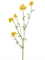 Ранункулюс Полевой жёлтый (искусственный) Treez Collection - фото 65274