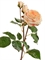 Роза Дэвид Остин Мидл ветвь св.персиковая (искусственная) Treez Collection - фото 65298