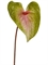 Антуриум Макс св.зёленый с розовым (искусственный) Treez Collection - фото 65307