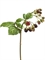 Ежевика Ветка с ягодами (искусственная) Treez Collection - фото 65323