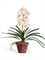 Орхидея Ванда кремовая с розовой крапинкой в терракот.кашпо (искусственная) Treez Collection - фото 65447