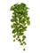 Потос Ауреум ампельный средний (Sensitive Botanic) искусственный Treez Collection - фото 65469