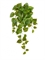 Потос Ауреум ампельный малый (Sensitive Botanic) искусственный Treez Collection - фото 65470