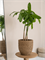 Кашпо Bohemian cody straw grass (Pottery Pots) 18126 - фото 67421