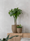 Кашпо Bohemian cody straw grass (Pottery Pots) 18126 - фото 67422