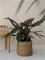 Кашпо Bohemian patt straw grass (Pottery Pots) 18128 - фото 67424