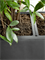 Кашпо Baq basic rectangle (with технический горшок) (Nieuwkoop Europe) 4848 - фото 70684