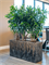 Кашпо Baq luxe lite universe comet rectangle (Nieuwkoop Europe) 4883 - фото 70714