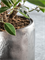 Кашпо Baq opus raw partner (with технический горшок) (Nieuwkoop Europe) 4917 - фото 70763