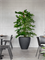 Кашпо Baq polystone rockwell couple (с техническим горшком) (Nieuwkoop Europe) 10274 - фото 70904
