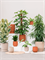Кашпо Chao pot (Nieuwkoop Europe) 21380 - фото 71092
